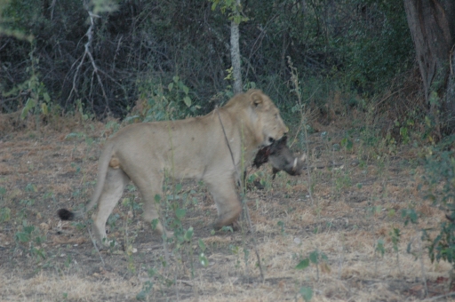 Lion with captured wartie 